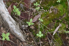 Stylidium tenerum