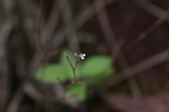 Stylidium tenerum