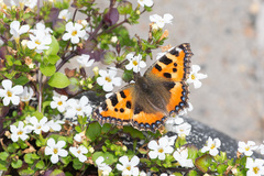 Aglais urticae