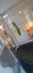 Oedemera nobilis