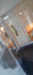 Oedemera nobilis