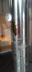 Oedemera nobilis