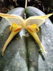 Pleurothallis jupiter