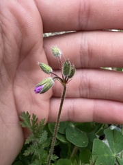Erodium cicutarium