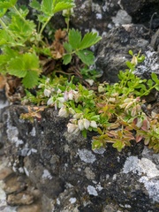 Polygala supina supina