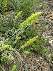 Sideritis catillaris