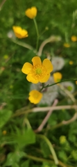Ranunculus acris