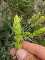 Sideritis catillaris