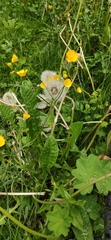 Ranunculus acris