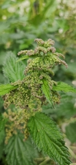 Urtica dioica