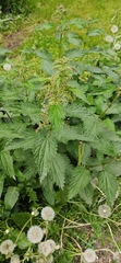 Urtica dioica
