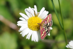 Pyrausta ostrinalis