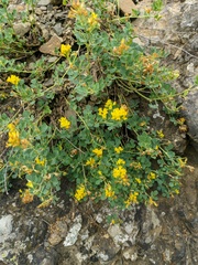Medicago cretacea
