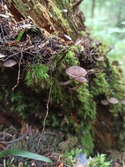 Hydropus marginellus