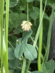 Trifolium repens