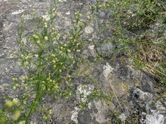 Asparagus verticillatus