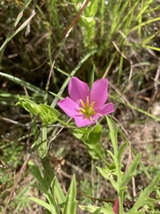 Sabatia campestris