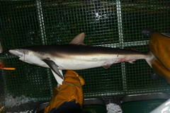 Carcharhinus falciformis
