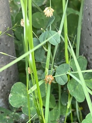 Trifolium repens