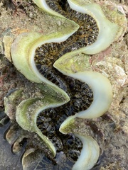 Tridacna noae