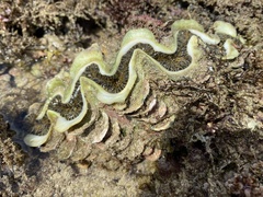 Tridacna noae