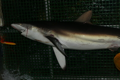 Carcharhinus falciformis