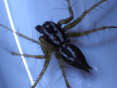 Oxyopes nigripalpis