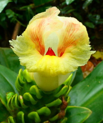 Costus guanaiensis macrostrobilus
