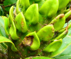 Costus guanaiensis macrostrobilus