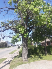 Catalpa