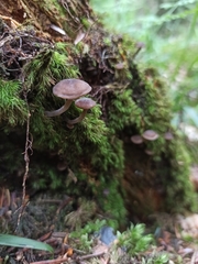 Hydropus marginellus