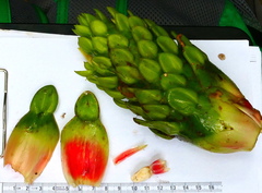 Costus guanaiensis macrostrobilus