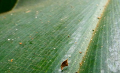 Costus guanaiensis macrostrobilus