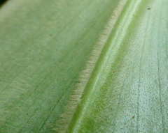 Costus guanaiensis macrostrobilus