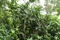 Costus guanaiensis macrostrobilus