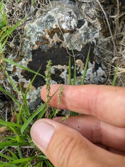 Galium verticillatum