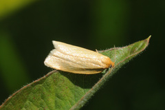 Zelotherses paleana