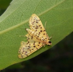 Lepidoptera