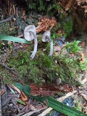 Hydropus marginellus