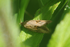 Endothenia quadrimaculana