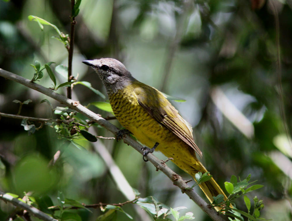 Purple-Throated Cuckooshrike