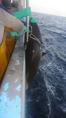 Carcharhinus falciformis