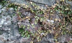 Epilobium nummulariifolium