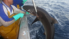 Carcharhinus falciformis