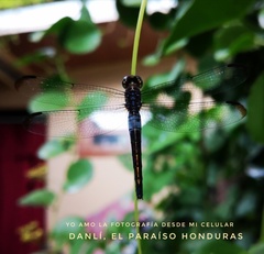 Cannaphila