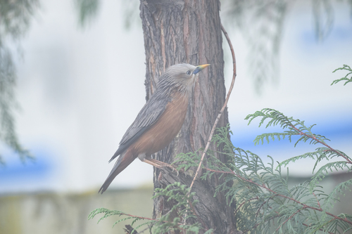 Chestnut-tailed Starling (Sturnia malabarica), photo 8