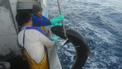 Carcharhinus falciformis