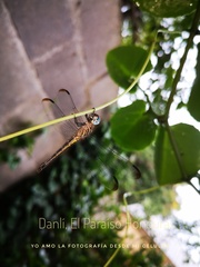 Cannaphila