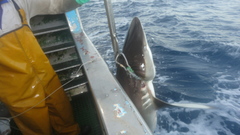 Carcharhinus falciformis