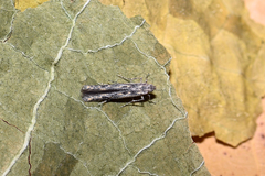 Batrachedra praeangusta